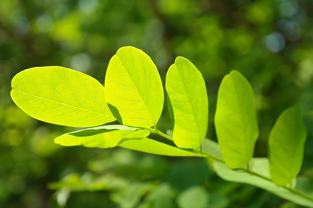 Kratom Benefits for a Healthy Life 